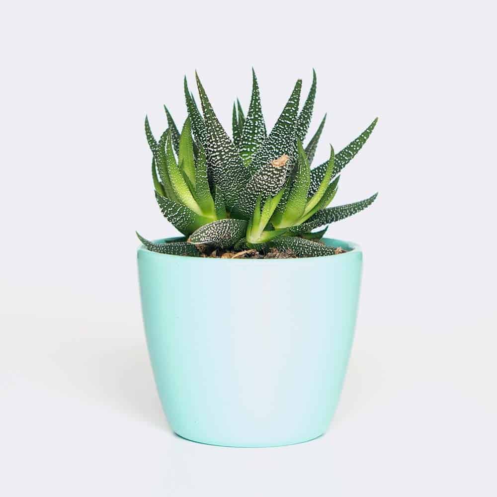 Store plant6 free img